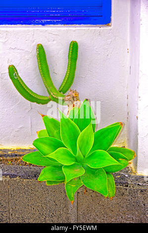 Kanarische Inseln Lanzarote Arrecife blaue Tür grünen Kakteen Stockfoto