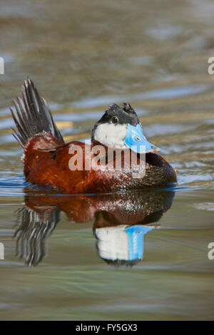 Ruddy Duck Oxyura Jamaicensis Tucson, Pima County, Arizona, USA 9 Februar erwachsenen männlichen in der Zucht Gefieder.       A Stockfoto