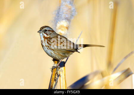 Singammer Melospiza Melodia Goldhahnenfuß Tucson, Pima County, Arizona, USA 3 Januar Erwachsenen Emberizidae Stockfoto