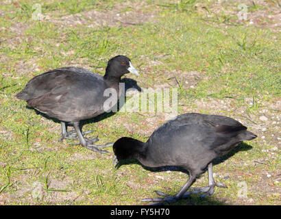 Eine kleine schwarze eurasischen Blässhuhn (Fulica Atra) steht auf dem frischen grünen Rasen im großen Sumpf Bunbury Western Australia. Stockfoto