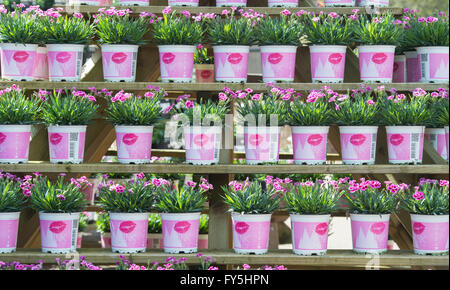 Dianthus Caryophyllus "Rosa Küsse" Blumen in Töpfen auf einem Garten-Center Display. UK Stockfoto