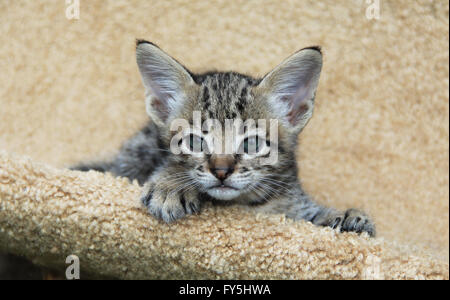 Savannah-Katze. Schönes Gesicht eines gefleckten und gestreiften gold farbigen Serval Savannah Kitten mit blauen Augen entspannen Sie sich auf einen Kratzbaum Stockfoto