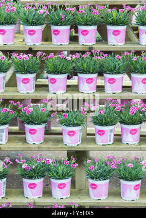 Dianthus Caryophyllus "Rosa Küsse" Blumen in Töpfen auf einem Garten-Center Display. UK Stockfoto