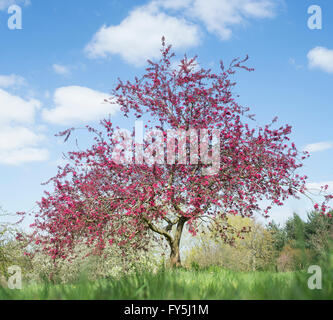 Malus X moerlandsii Liset, blättrig lila Crabapple Baum in voller Blüte. UK Stockfoto