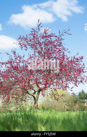 Malus X moerlandsii Liset, blättrig lila Crabapple Baum in voller Blüte. UK Stockfoto