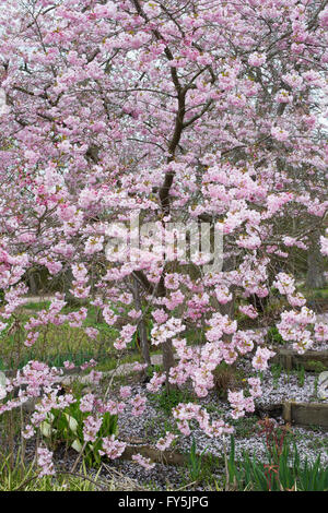 Prunus prämiert. Blühender Kirschbaum im RHS Wisley Gardens, Surrey, England Stockfoto