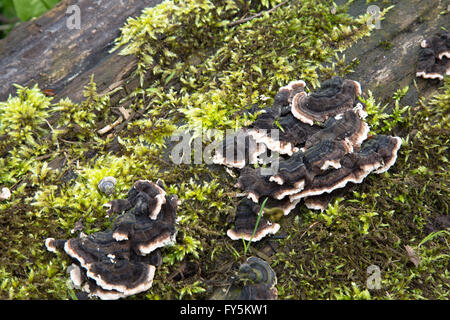 Pilze wachsen auf einem gefallenen Baumstamm in einem Wald in Durham, England. Evtl. gemeinsame Wurzelfäule (Heterobasidion annosum) Stockfoto