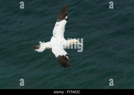 Ein einzelnes Basstölpel (Morus Bassanus) im Flug über blaue Meer, Bempton, East Yorkshire, UK Stockfoto