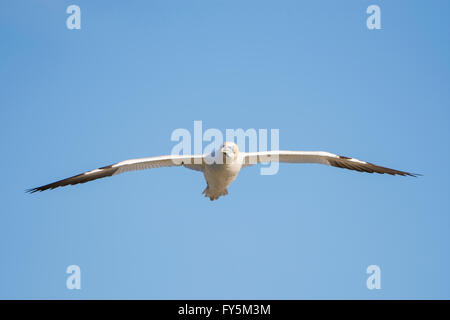 Ein einzelnes Basstölpel (Morus Bassanus) während des Fluges im blauen Himmel, Bempton, East Yorkshire, UK Stockfoto