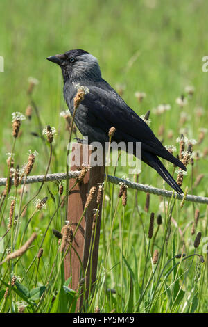 Ein Erwachsener Dohle (Corvus Monedula / Coloeus Monedula) in der Nähe thront, langes Gras, Bempton, East Yorkshire, UK Stockfoto