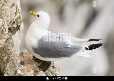 Eine einzelne Dreizehenmöwe (Rissa Tridactyla) sitzt auf einem Felsvorsprung, Bempton Cliffs, East Yorkshire, UK Stockfoto