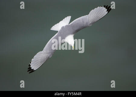 Ein einzelnes Dreizehenmöwe (Rissa Tridactyla) im Flug über blaue Meer, Bempton Cliffs, East Yorkshire, UK Stockfoto