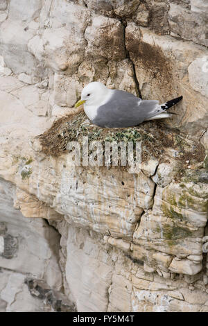 Eine einzelne Dreizehenmöwe (Rissa Tridactyla) sitzen auf Nest auf Felsvorsprung, Bempton Cliffs, East Yorkshire, UK Stockfoto