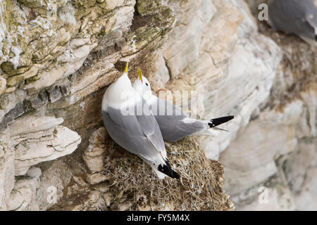 Ein paar der Dreizehenmöwe (Rissa Tridactyla) beteiligt Balz-Verhalten auf Felsvorsprung, Bempton Cliffs, East Yorkshire, UK Stockfoto