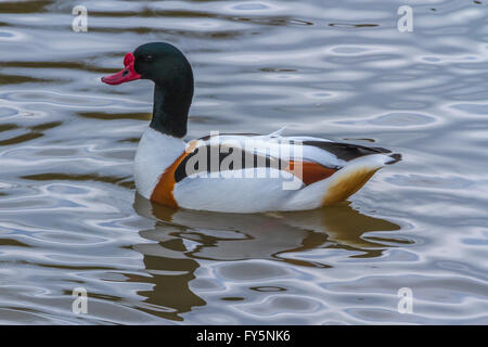 Brandente in Slimbridge Stockfoto