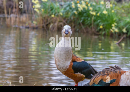 Orinoco Gans an Slimbridge Stockfoto