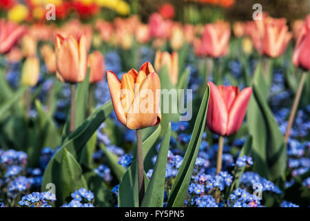 Orange und rote Tulpen und Vergissmeinnicht Blumen in Parks gepflanzt. Schönheit in der Natur. Nahaufnahme Foto. Stockfoto