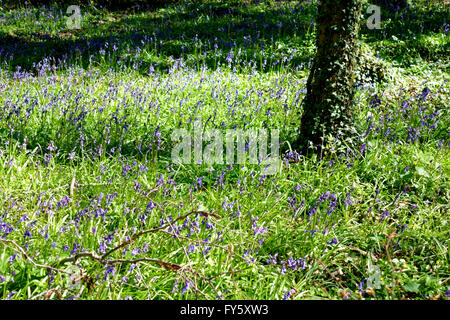 Tottenham-Holz, Salisbury Plain, Wiltshire, UK. 20. April, 2016.Bluebells in Blüte. Stockfoto