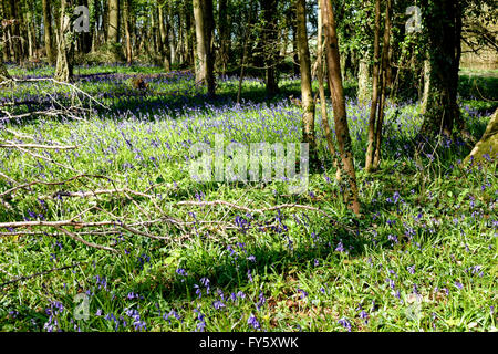 Tottenham-Holz, Salisbury Plain, Wiltshire, UK. 20. April, 2016.Bluebells in Blüte. Stockfoto