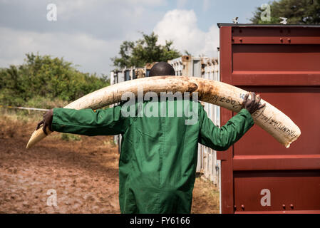 Nairobi, Kenia. 22. April 2016. Arbeiter aus Kenya Wildlife Service (KWS) tragen Elefanten-Stoßzähne von Containern voller Elfenbein von transportiert, um das Land, wie sie es in Scheiterhaufen im Nairobi-Nationalpark, Kenia stapeln. Bildnachweis: Alissa Everett/Alamy Live-Nachrichten Stockfoto