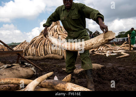 Nairobi, Kenia. 22. April 2016. Arbeiter aus Kenya Wildlife Service (KWS) tragen Elefanten-Stoßzähne von Containern voller Elfenbein von transportiert, um das Land, wie sie es in Scheiterhaufen im Nairobi-Nationalpark, Kenia stapeln. Bildnachweis: Alissa Everett/Alamy Live-Nachrichten Stockfoto