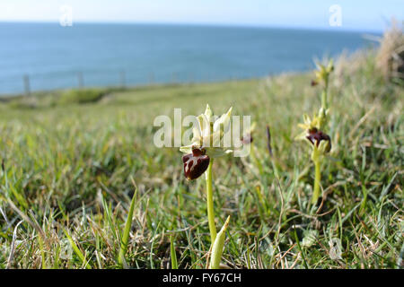 Langton Matravers, Dorset, England. 23. April 2016. Frühe Spinne Orchideen blühen auf der Küste von Dorset. Einer von Großbritanniens selteneren Orchideen, fanden sie nur an wenigen Orten an der Südküste von England. Bildnachweis: Susanne Meister/Alamy Live-Nachrichten Stockfoto