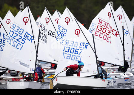 Potsdam, Deutschland. 23. April 2016. Segelboote der Optimisten-Klasse während der 50. Kinder und Jugend Regatta am Templiner See in Potsdam, Deutschland, 23. April 2016. Foto: RALF HIRSCHBERGER/Dpa/Alamy Live News Stockfoto