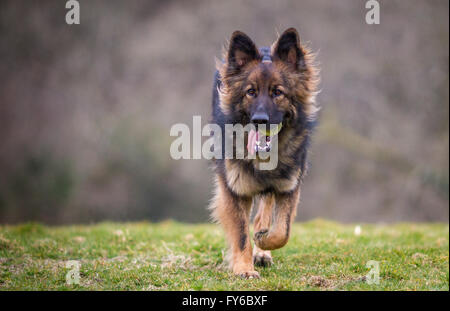 Deutscher Schäferhund Hund Elsässer auf dem Rasen wieder auf Kamera mit einer Kugel in den Mund. Stockfoto