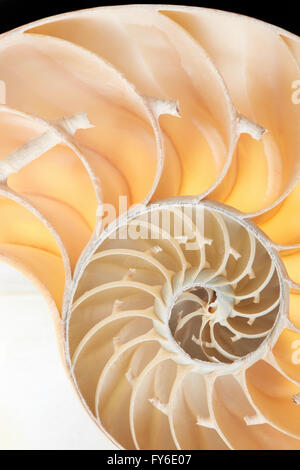 Nautilus Shell Abschnitt, perfekte Fibonacci-Muster-Hintergrund Stockfoto