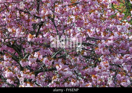 Sakura, japanische Kirsche Stockfoto