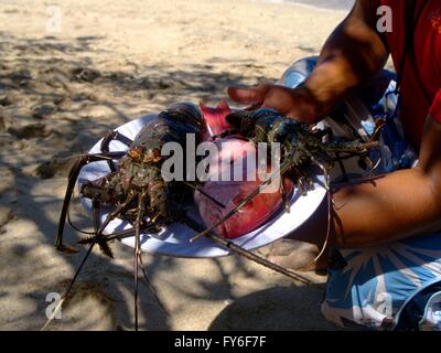 Einen Teller mit frisch gefangenen Hummer und Fisch Stockfoto