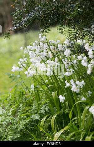Allium Paradoxum. Nur wenige blühende Knoblauch Blumen in einem englischen Waldgebiet.  Evenley Holz Gärten, Northamptonshire, UK Stockfoto