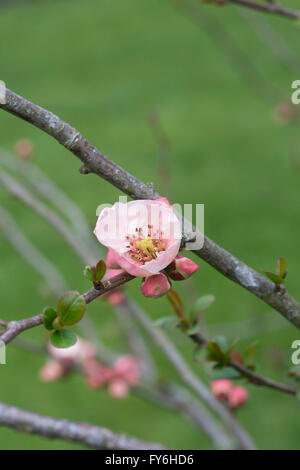 Chaenomeles X superba 'Ernst Finken'. Japanische Quitte Blume Stockfoto