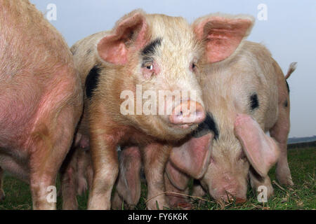 Traditionelle historische Gloucester alten Stelle Schweine auf einer Farm in Gloucestershire.a UK Schweinefleisch Mastschwein Lebensmittel Lebensmittel Landwirtschaft Stockfoto