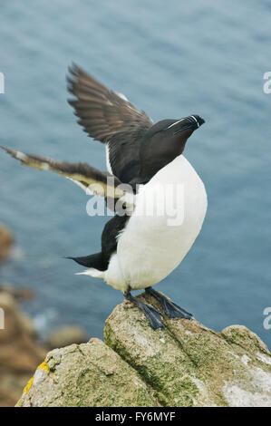 Tordalk (Alca Torda) Stretching Flügel, Saltee Inseln, County Wexford, Irland Stockfoto