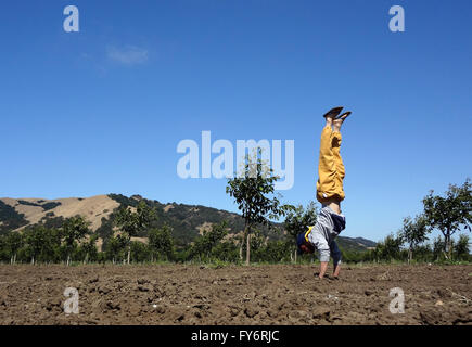 Mann Handstanding im Baum Ernte Feld in Kalifornien Stockfoto