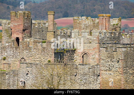 Ludlow Castle gesehen von Whitcliffe gemeinsamen, Shropshire, England, UK. Stockfoto