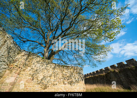 Ein Baum in der Begründung des Ludlow Castle in Shropshire, England, UK. Stockfoto