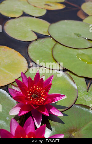 Rosa Seerose und eine Biene zwischen Seerosen Stockfoto