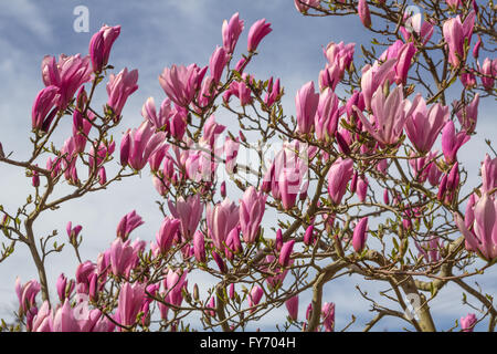 Masse von rosa und Magenta Magnolie Knospen und Blüten gegen blauen Himmel und weiße Wolkenfetzen.  Greater Vancouver, BC, Kanada Stockfoto