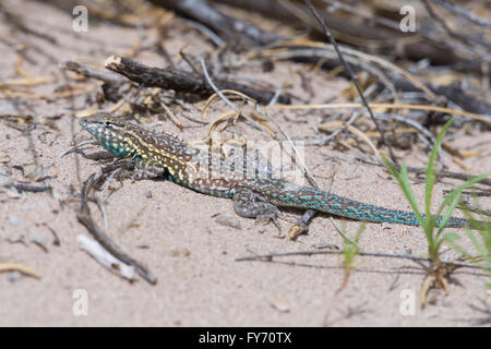 Männliche östlichen Seite-blotched Eidechse, (Uta Stansburiana Stejnegeri), Bosque del Apache National Wildlife Refuge, New Mexico, USA. Stockfoto