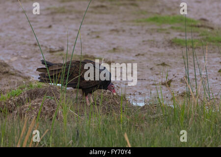 Türkei Geier, (Cathartes Aura), Abfangen eines Fisches im Bosque del Apache National Wildlife Refuge, New Mexico, USA. Stockfoto