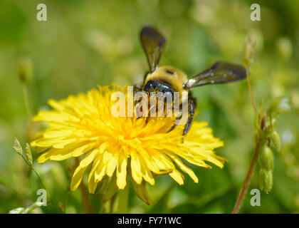 Hummel auf gelbe Löwenzahn Blume Stockfoto