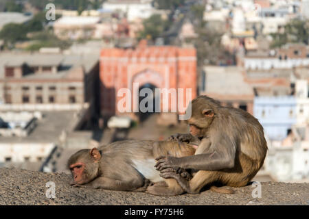 Rhesus-Makaken (Macaca Mulatta), in der Nähe von Galta Tor, Jaipur, Rajasthan, Indien Stockfoto