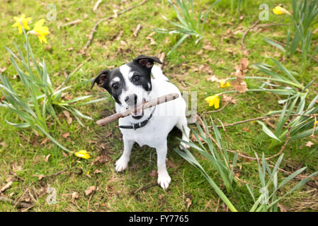 Ein Jack Russell-Hund mit einem Stock spielen Stockfoto