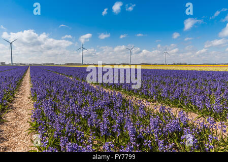 Tulpen und Hyazinthen im Frühjahr Stockfoto