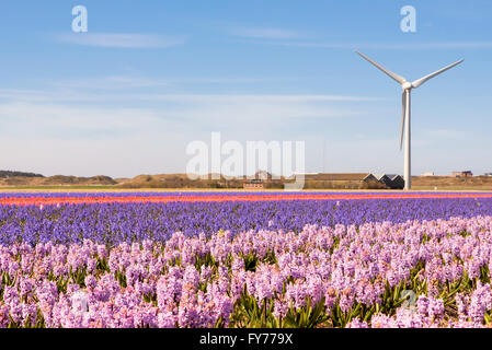 Tulpen und Hyazinthen im Frühjahr Stockfoto