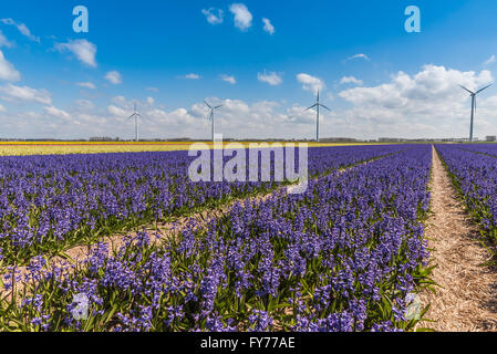 Tulpen und Hyazinthen im Frühjahr Stockfoto