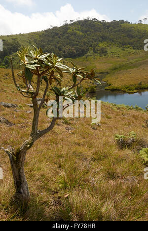 Sri Lanka, Kulturelle Tour, Menschen und Orte Stockfoto