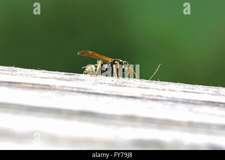 Nahaufnahme von einer Wespe Essen Holz aus einem Gartentisch in seinen Mund Polistes Gallicus Fasern deutlich Stockfoto